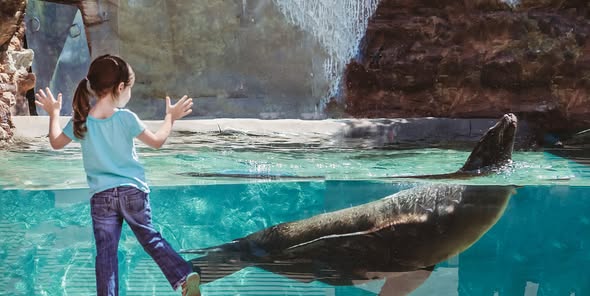 Child watching seal