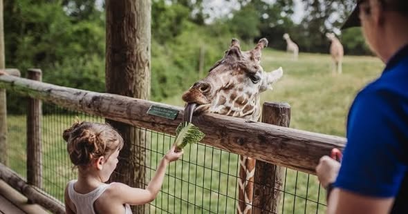 Child feeding giraffe